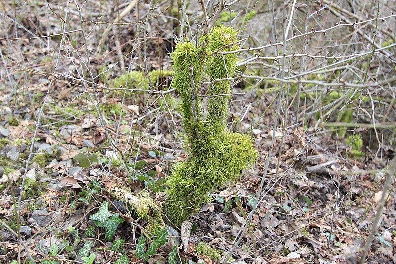 File:1.1.A; "Wilder Osterhase" - Wild Easter Bunny.jpg