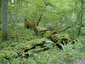 Parcul național - Pădurea Białowieża Logo-ul parcului Loc din Patrimoniul Mondial UNESCO