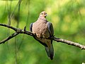 Image 27Mourning dove perched in Prospect Park, Brooklyn