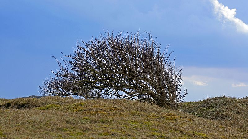 File:Nationalpark Niedersächsisches Wattenmeer Norderney sturmgebeugt.jpg