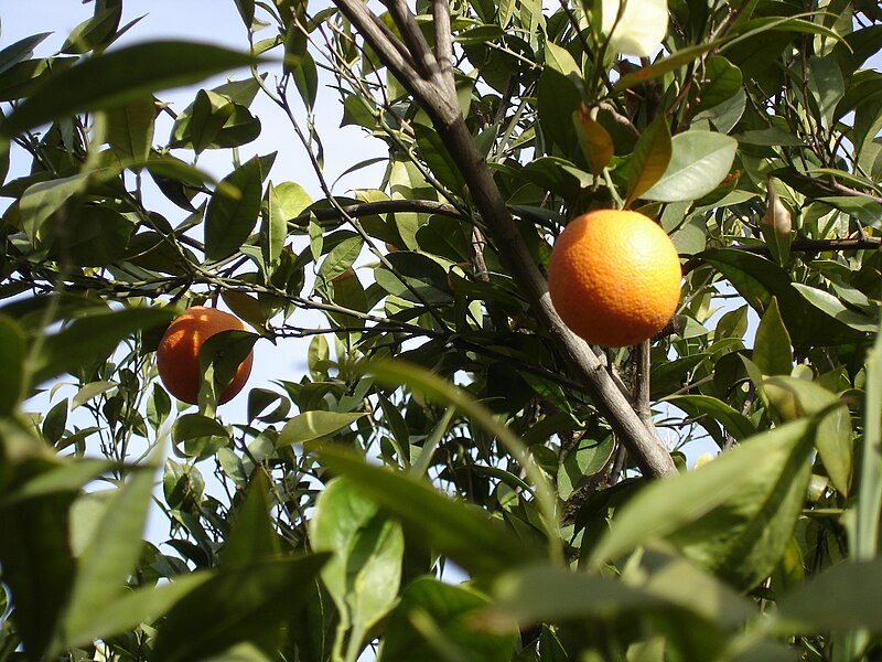 File:Orange Tree 1.JPG