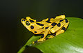 Image 7 Panamanian golden frog Photograph: Brian Gratwicke The Panamanian golden frog (Atelopus zeteki) is a rare species of toad endemic to Panama. First described by Emmett Reid Dunn in 1933, this species was found close to mountain streams on the eastern side of the Tabasará mountain range in Coclé and Panamá Provinces, but is now critically endangered and possibly extinct in the wild. More selected pictures