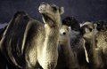 Dromedaries at a market, Douz, 1997