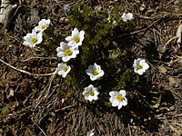 Anemone drummondii