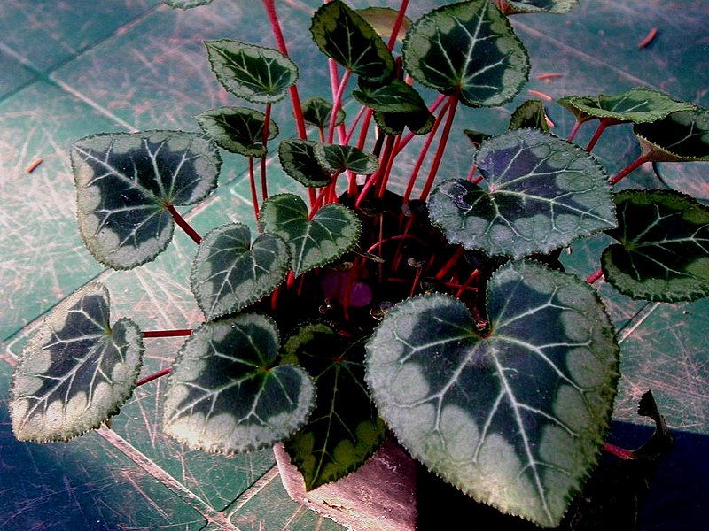 File:Cyclamen persicum silver.jpg