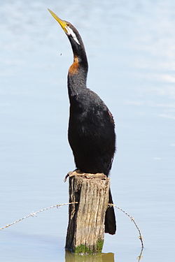 Australiankäärmekaula (Anhinga melanogaster novaehollandiae)