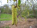 Männliche Blütenkätzchen einer Grün-Erle (Alnus viridis)