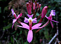 Epidendrum secundum Peru - Inca trail