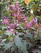 Fuchsia paniculata