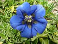 Gentiana occidentalis ssp. corbariensis