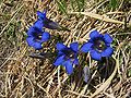 Image 36Stemless gentian (Gentiana acaulis) (from Alps)