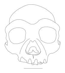 HBSM2018-000018(A) cranium. Scale bar = 50mm