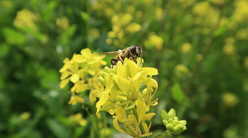 File:Honey bee - Sheikh Badr.jpg