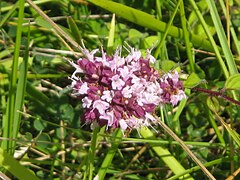 Spécimen de la flore du Patouillet.