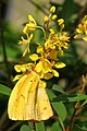 Cloudless Sulphur