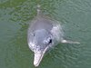 Indo-Pacific humpbacked dolphin