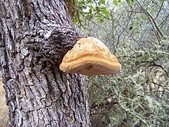 Fungus on a tree on Lower Table Rock