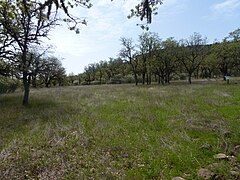 Oak savanna on Lower Table Rock