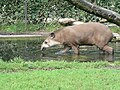 Tapir w zoo w Hamburgu