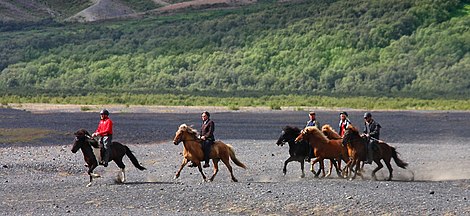 Horseback riding