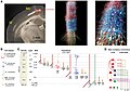 A biophysically realistic model of the mouse primary motor cortex microcircuit representing a cylindrical volume of 300 μm diameter: 3D visualization, connectivity, dimensions, and neuronal densities, classes, and morphologies[11]