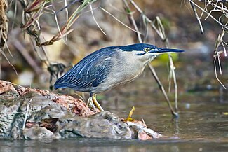 Striated Heron