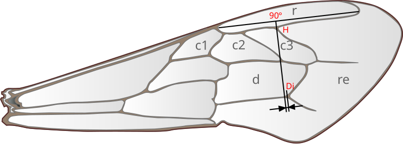 File:Discoidalverschiebung.svg