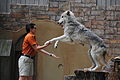 Gray Wolf Interacting with Trainer