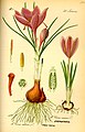 Crocus sativus plate 134 A in: Otto Wilhelm Thomé: Flora von Deutschland, Österreich u.d. Schweiz, Gera (1885)