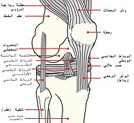 Knee diagram-ar.jpg