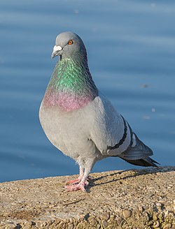 Kalliokyyhky (Columba livia)