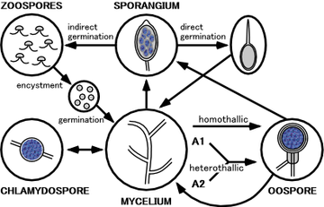 Cicle vital de Phytophthora