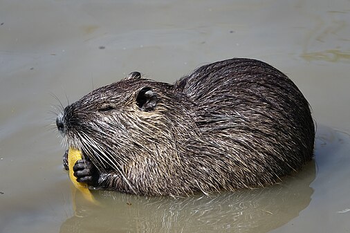 Nutria Myocastor coypus