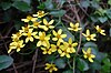 Creeping Groundsel (Senecio angulatus)