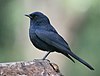 Southern black flycatcher