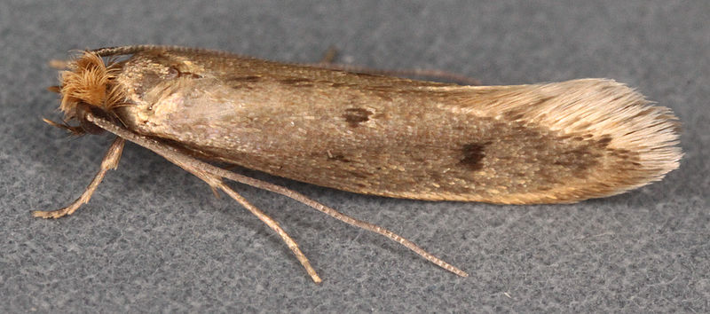 File:Tinea pellionella, Trawscoed, North Wales, July 2009 (20770271260).jpg