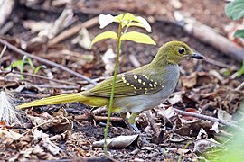 Нікатор західний (Nicator chloris)