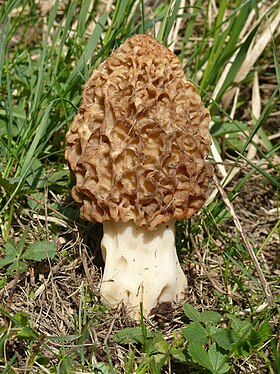 Morchella esculenta