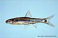 Notropis maculatus, an eastern shiner