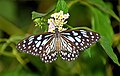 * Nomination: Open wing Nectaring posture of Tirumala limniace (Cramer, 1775) - Blue Tiger (Female) --Sandipoutsider 10:17, 4 November 2024 (UTC) * * Review needed