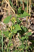 Azille - Aristolochia clematitis 02.jpg