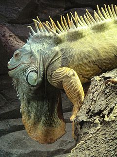 Зелена игуана (I. iguana)