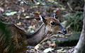 Female Tragelaphus scriptus in Bamburi Haller Park - Kenya