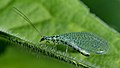 * Nomination Green lacewing Chrysopa perla --Leviathan1983 14:11, 9 September 2014 (UTC) * Promotion Good quality. --Poco a poco 15:46, 9 September 2014 (UTC)