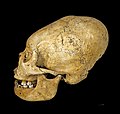 Proto Nazca deformed skull