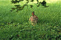 Image:Eastern cotton tail in grass.jpg