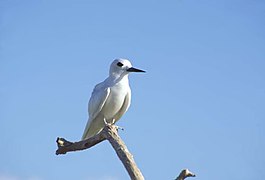 Charrancito australiano