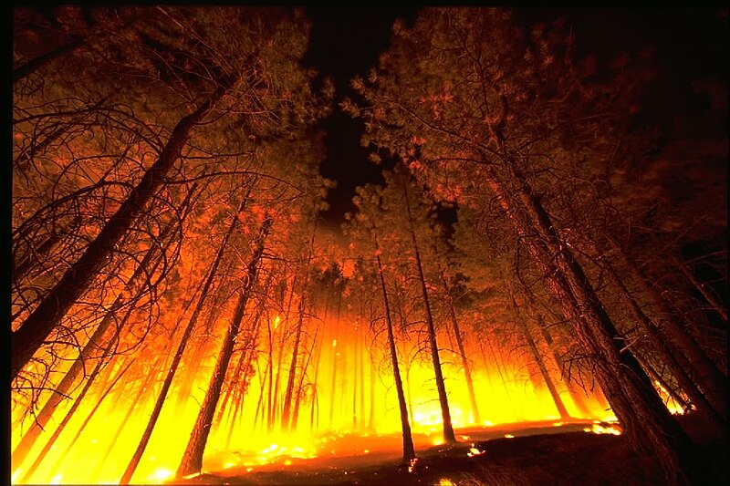 File:Forestfire2.jpg