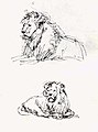 Sketches of a lion 1980 pen and china ink on paper by Frans Koppelaar.