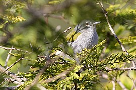 Green-tailed Warbler(Microligea palustris) (8082776636) (2).jpg